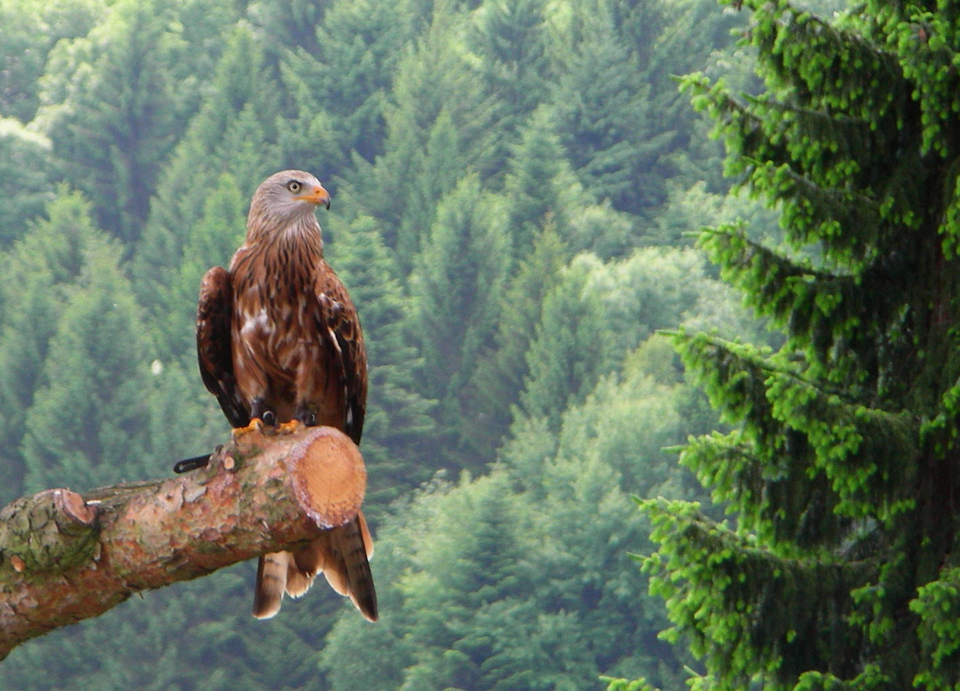 bird bird of prey forest free photo