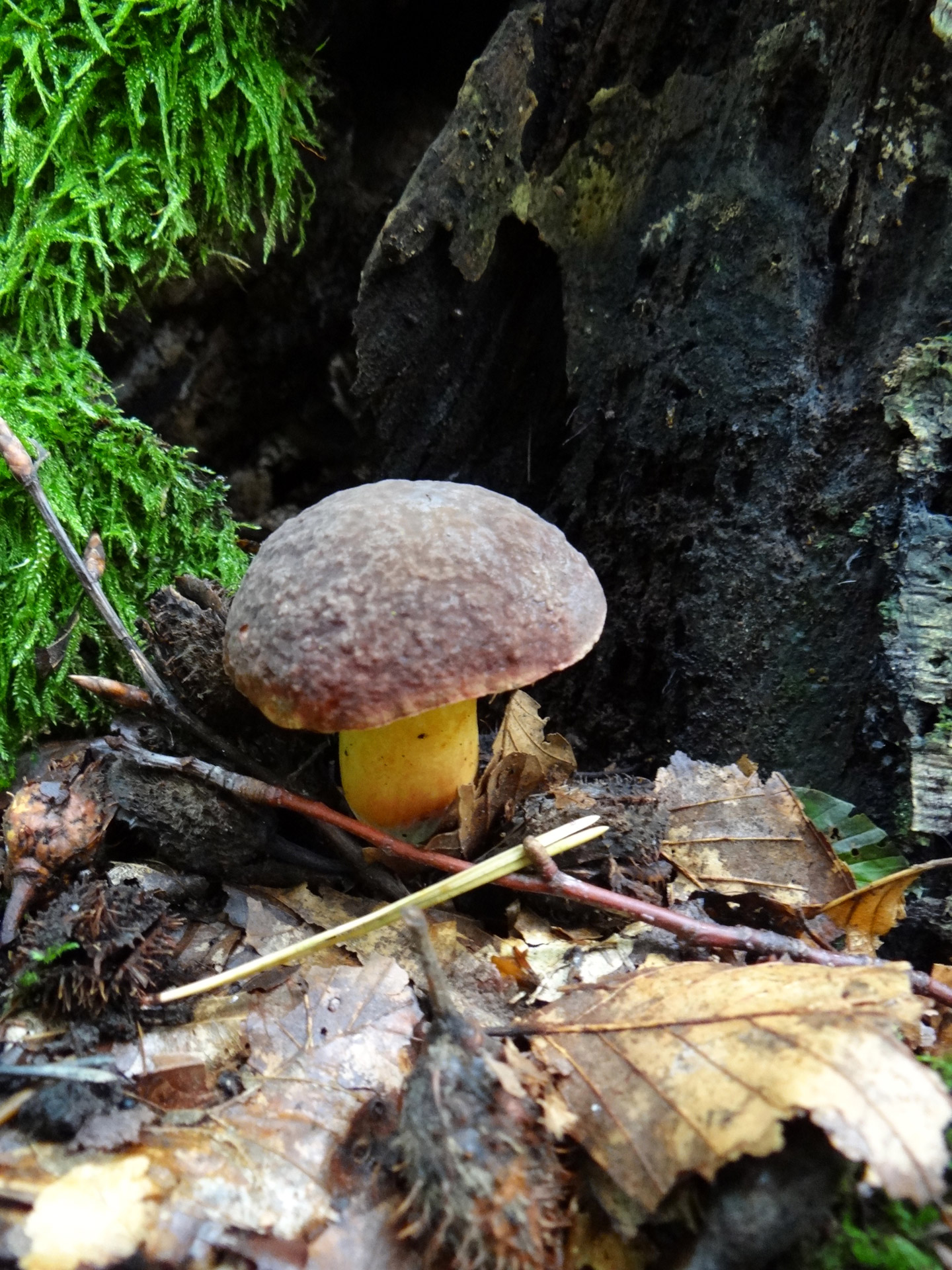 mushroom boletus edible free photo