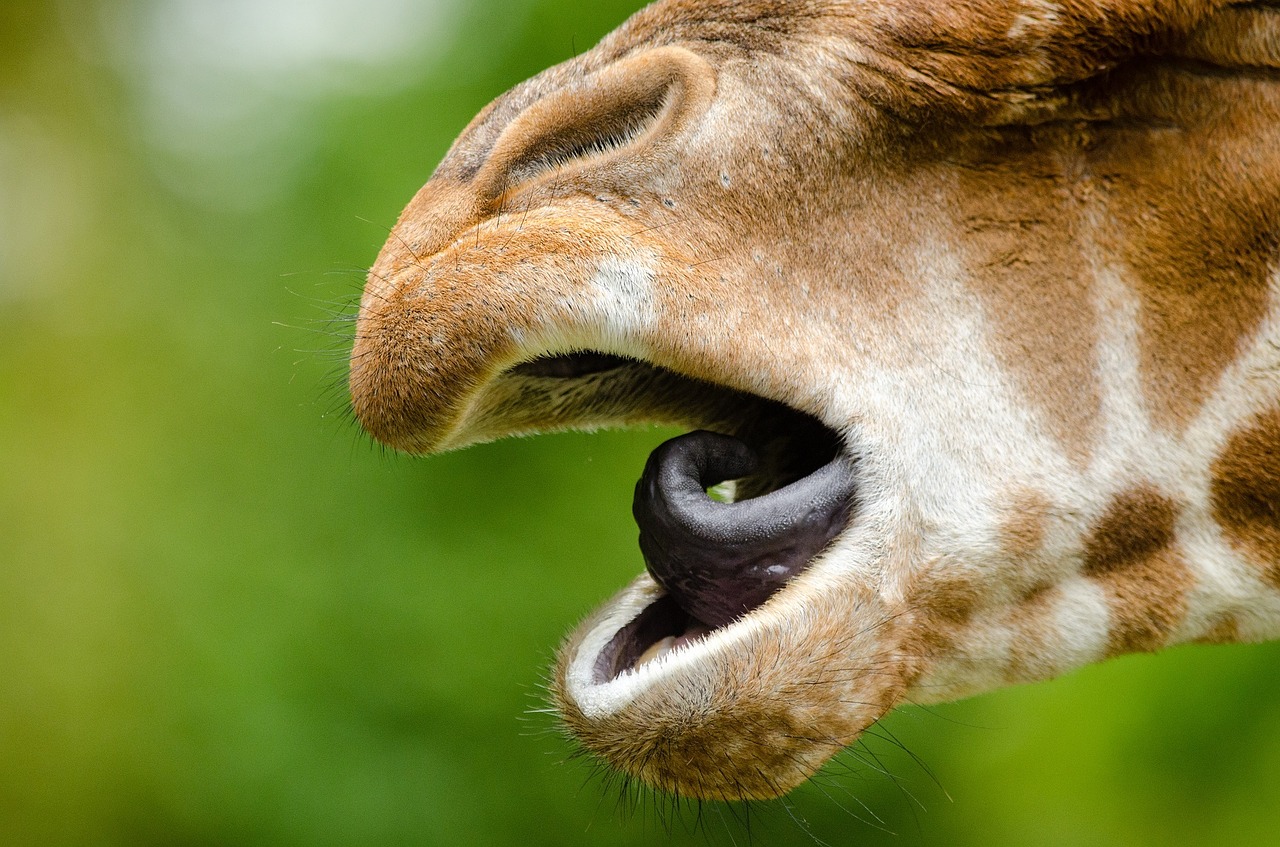 rothschild giraffe tongue mouth free photo