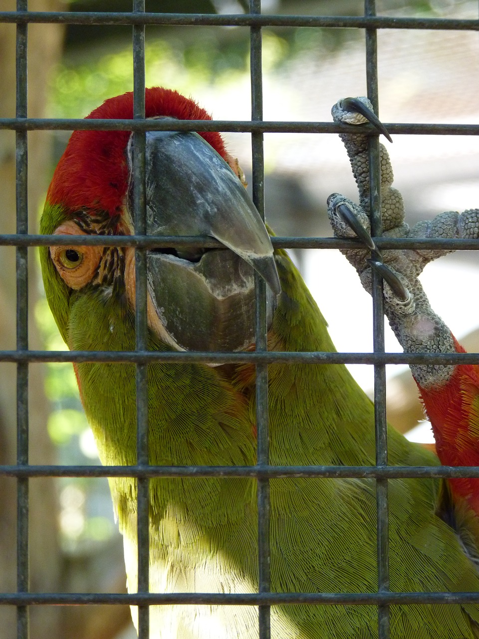 rotkopfara parrot cage free photo