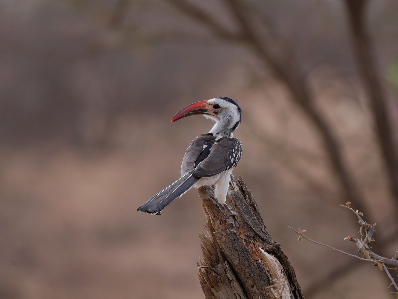 rotschnabeltoko africa hornbill free photo