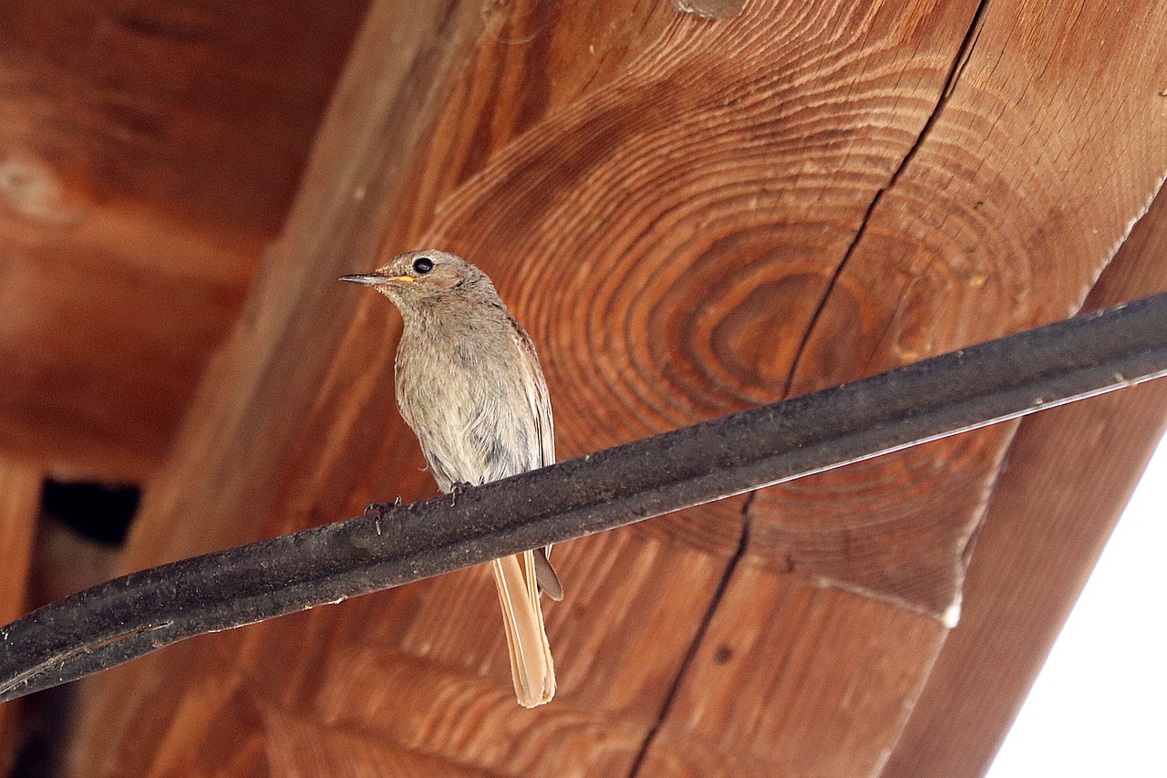 rotschwaenzchen  bird  songbird free photo