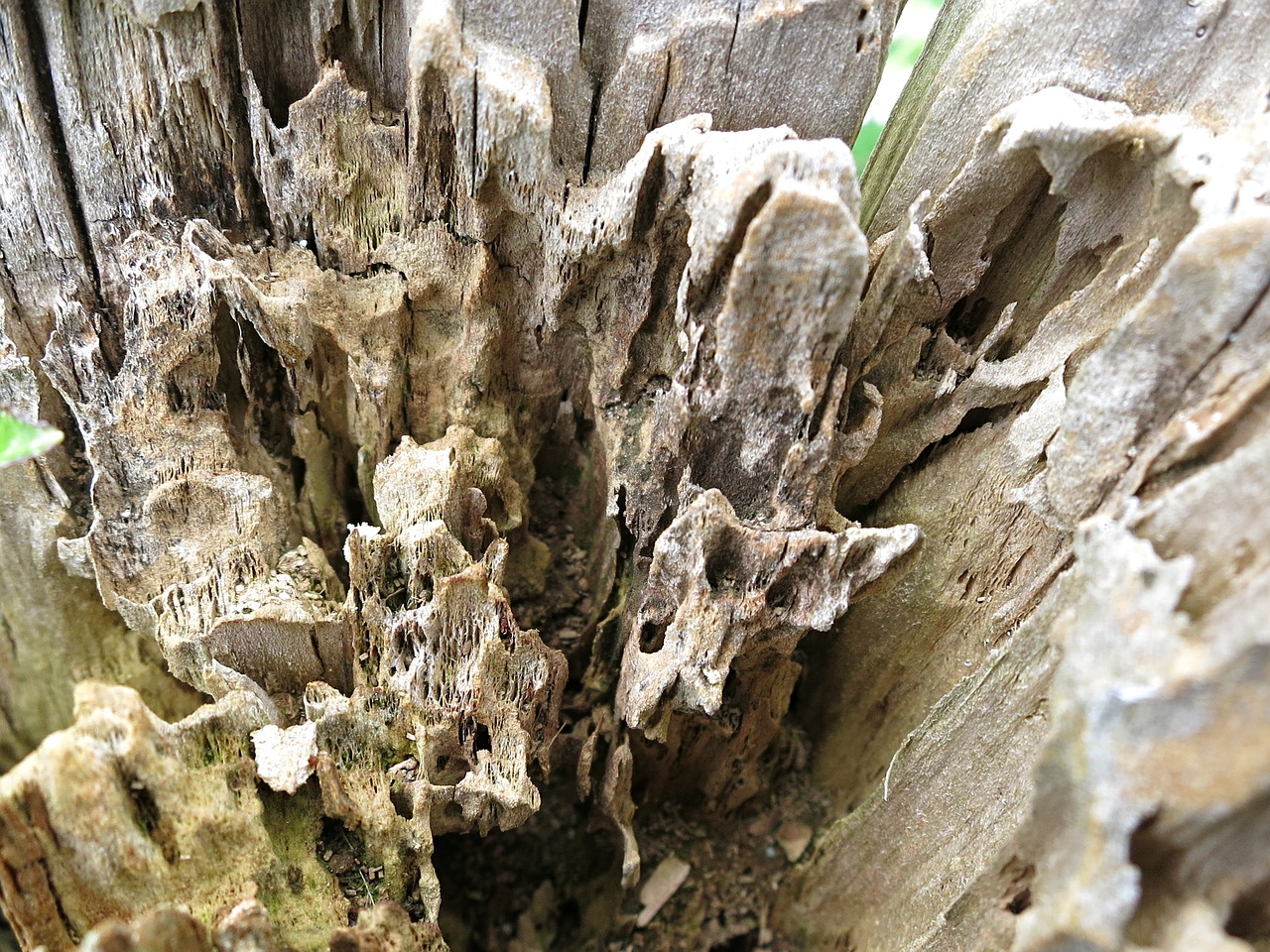 rotten timber log free photo