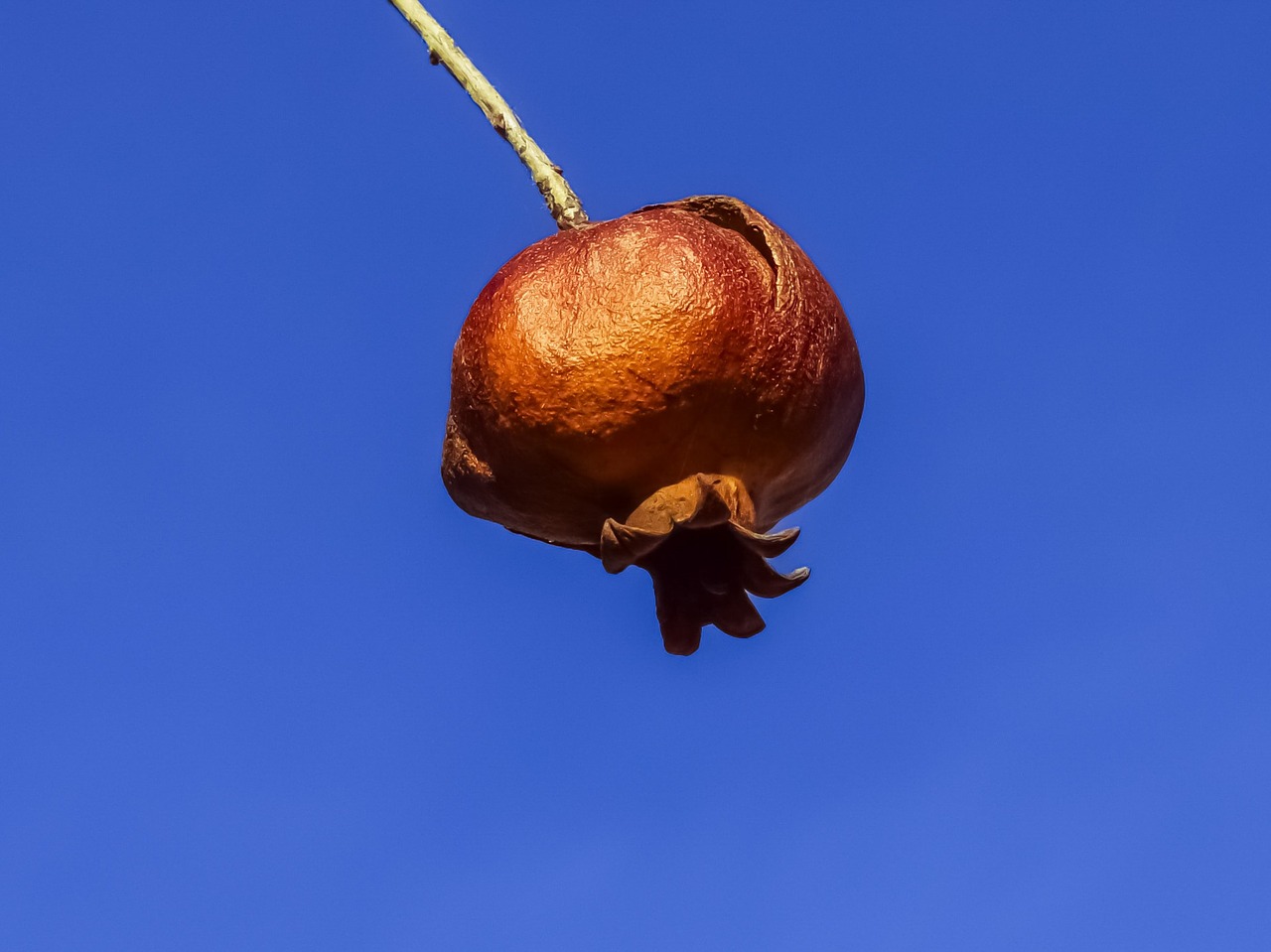 rotten pomegranate rotting free photo