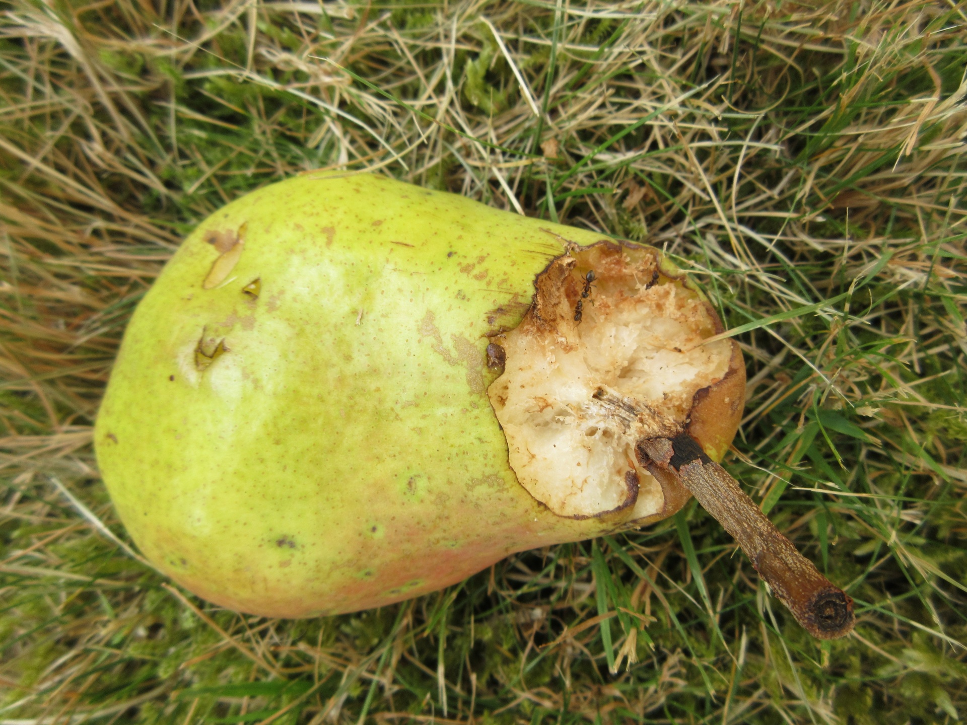 rotten pear grass free photo