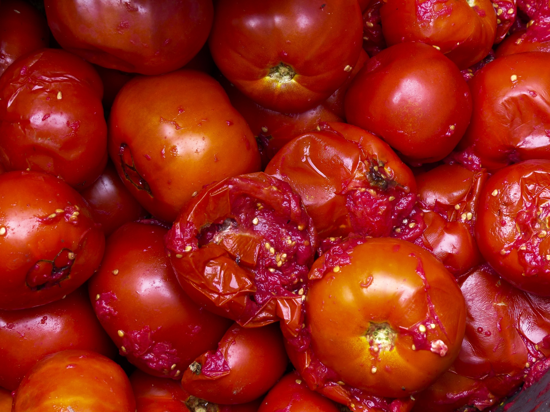 rotten tomatoes barrel free photo