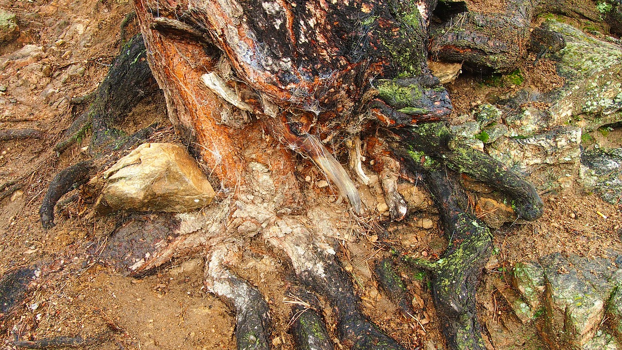 rotten tree tree roots cobwebs free photo