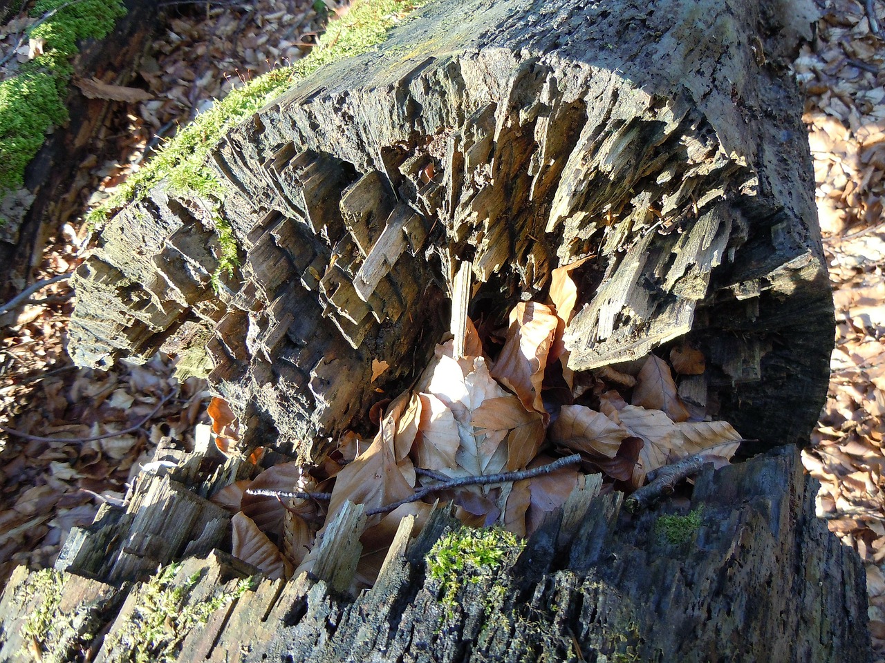 rotten wood burst fragmented free photo