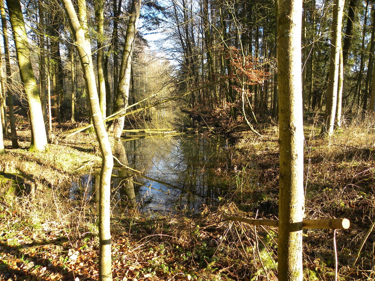 rottenacker trail autumn mood free photo