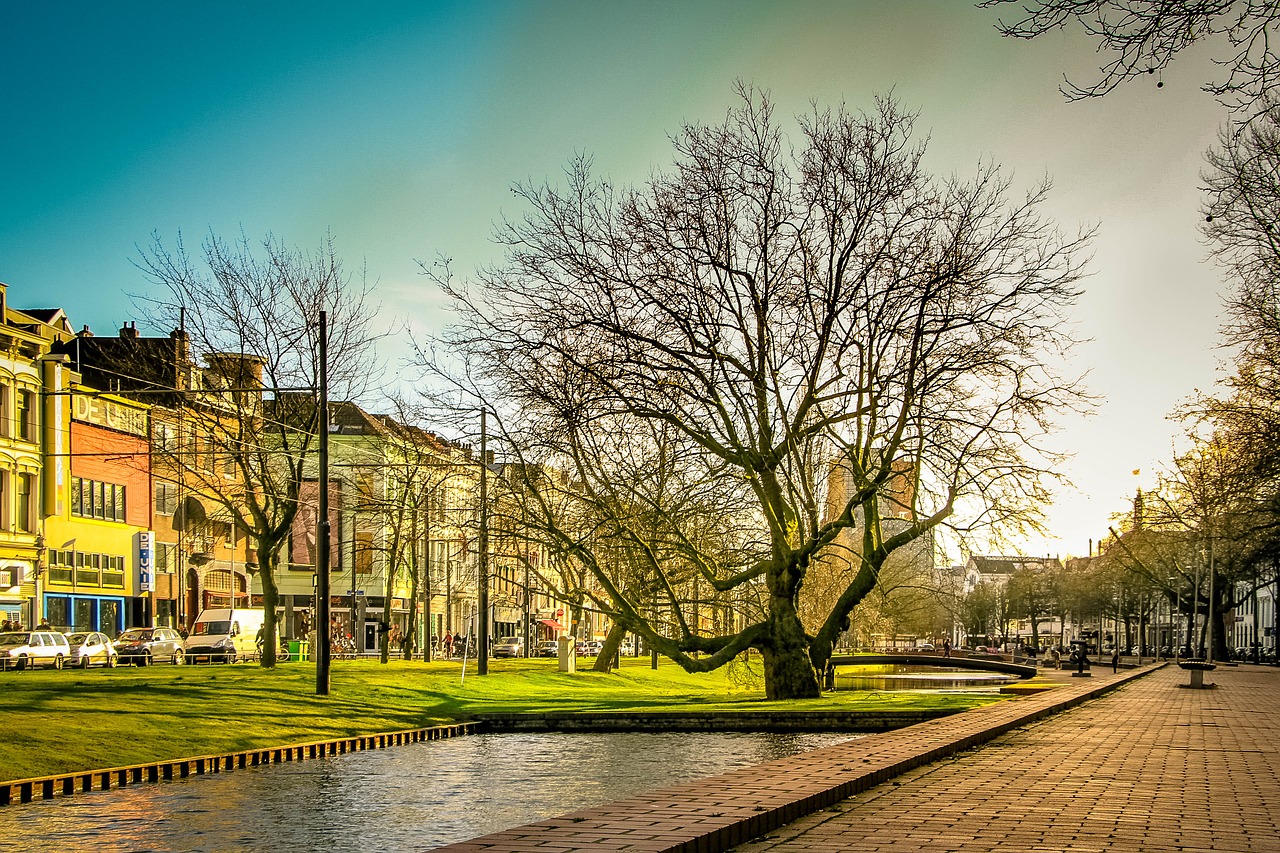 rotterdam green tree free photo