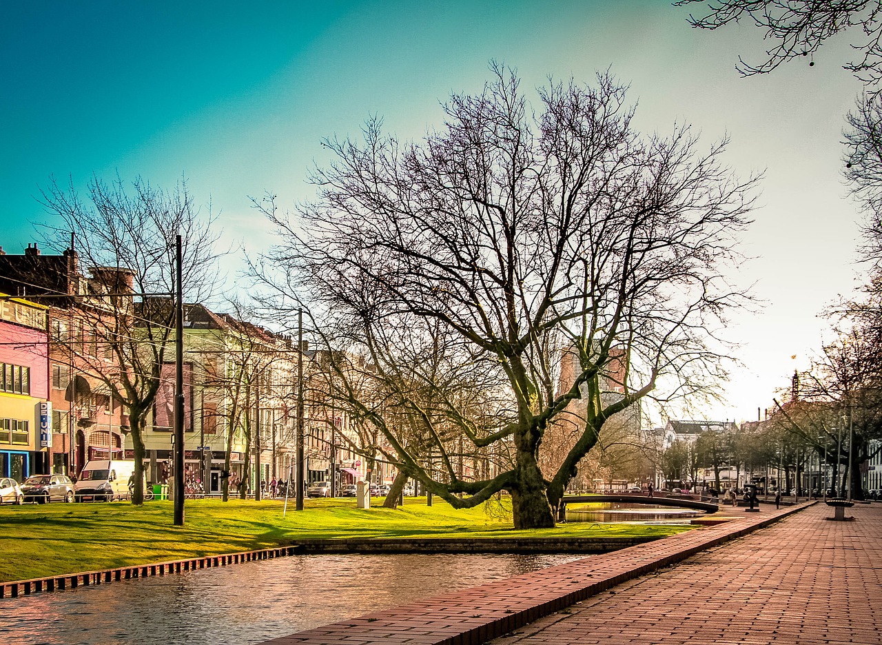 rotterdam netherlands tree free photo