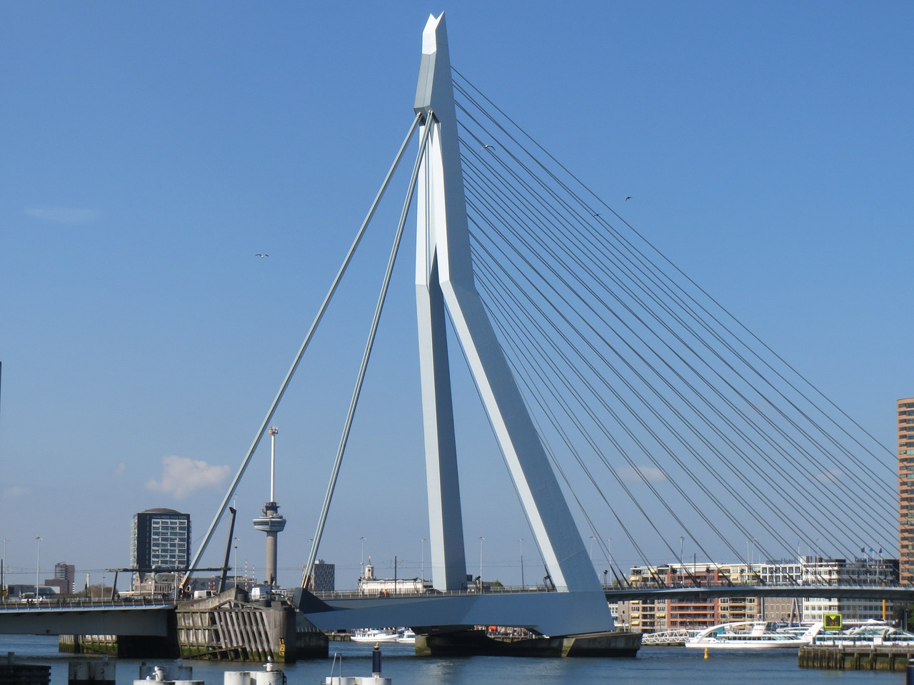 rotterdam metropolis erasmus bridge free photo