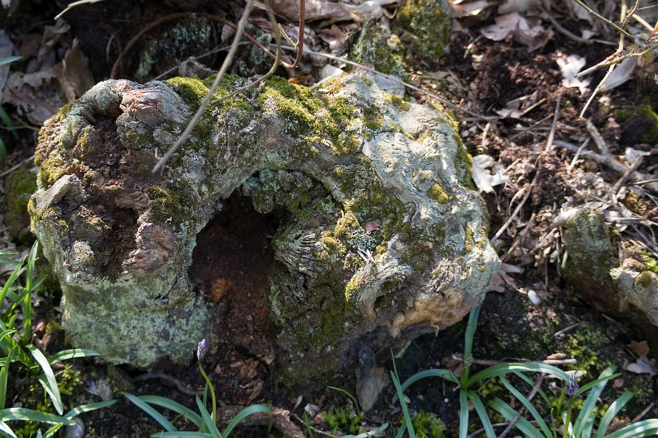 rotting tree stump lichen free photo