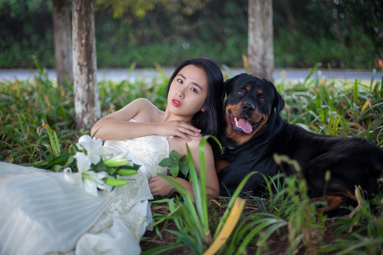 rottweiler dog wedding dresses free photo