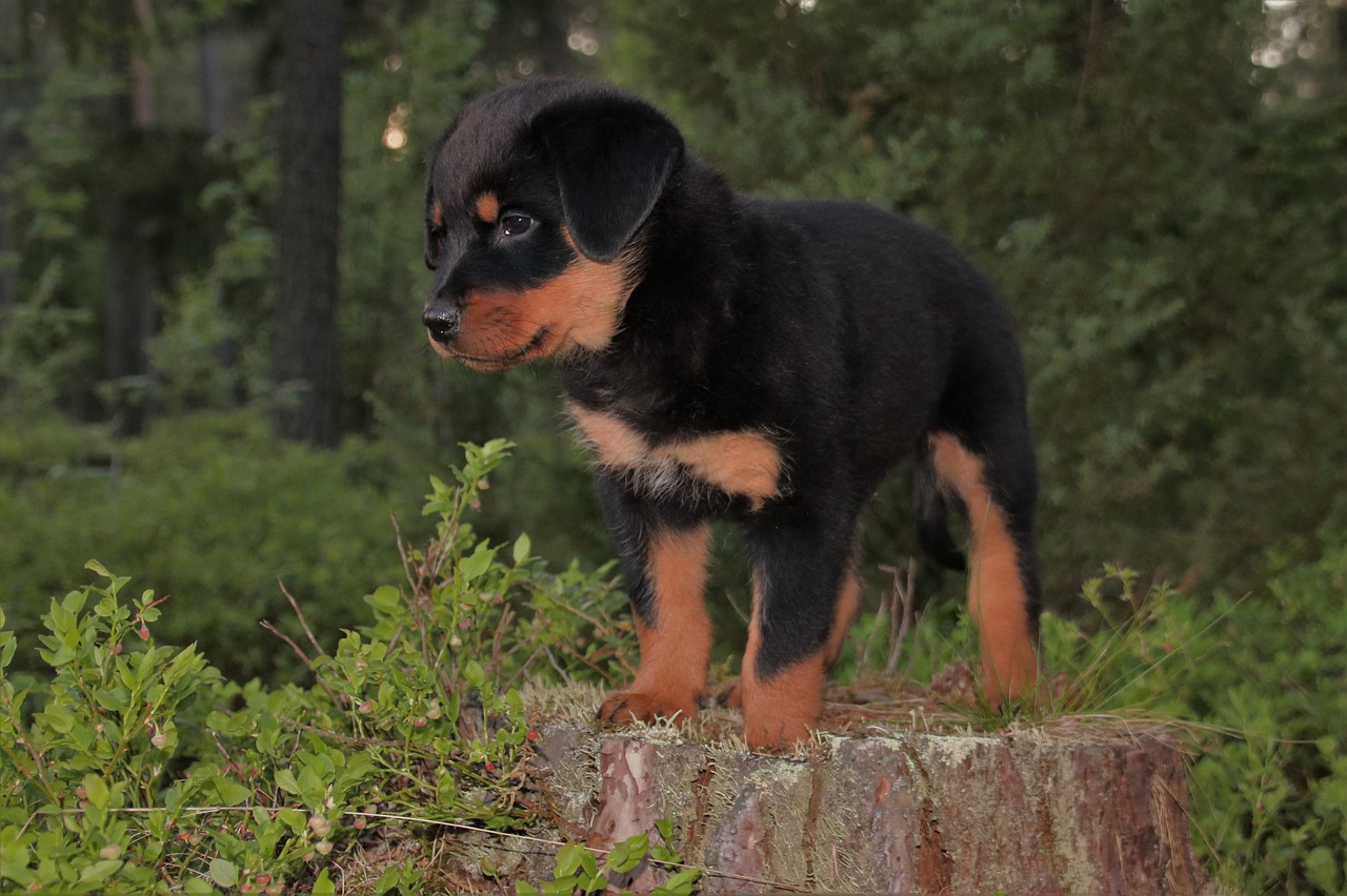 rottweiler puppy dog free photo