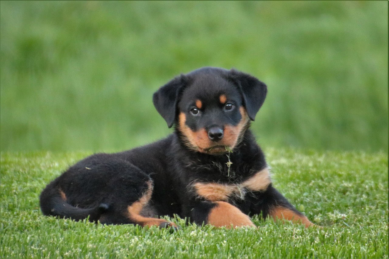 rottweiler dog puppy free photo