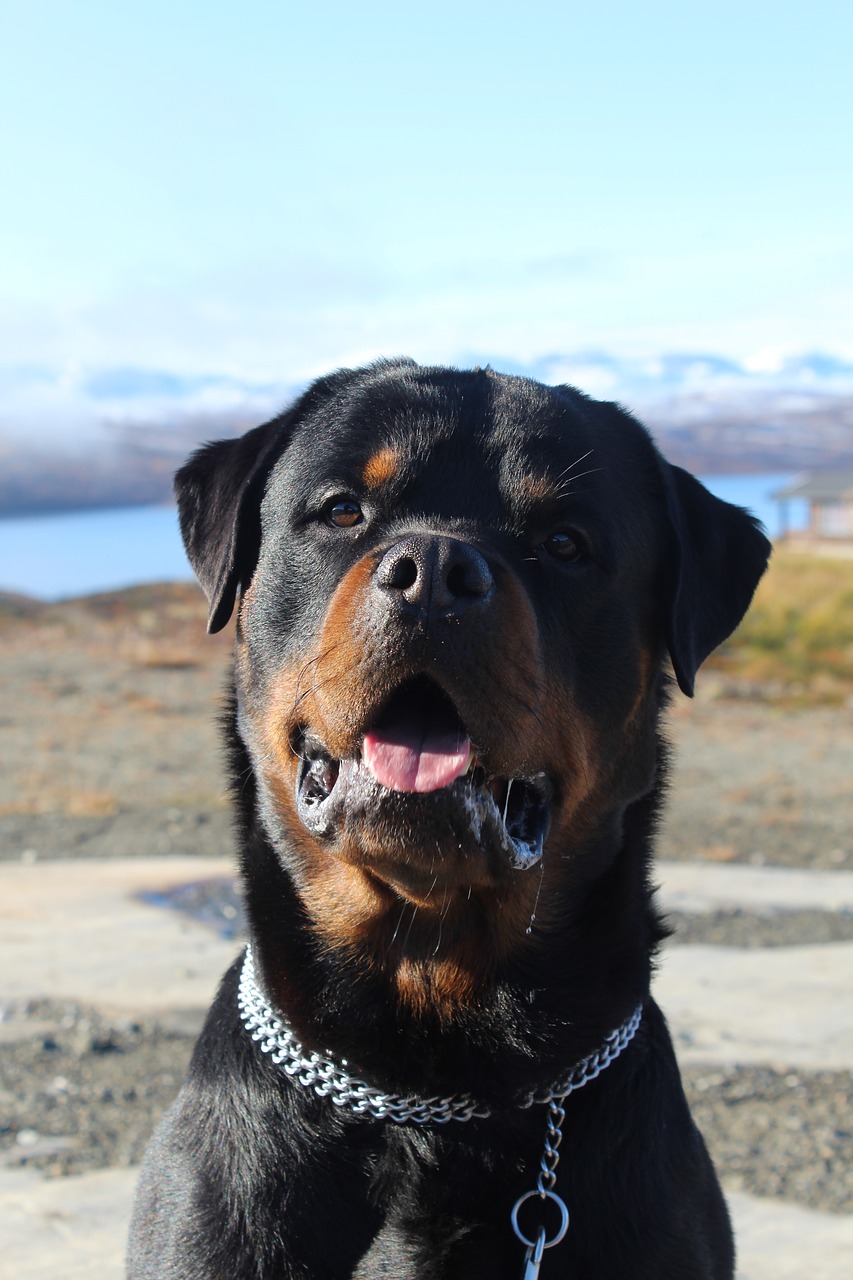 rottweiler mountain dog free photo