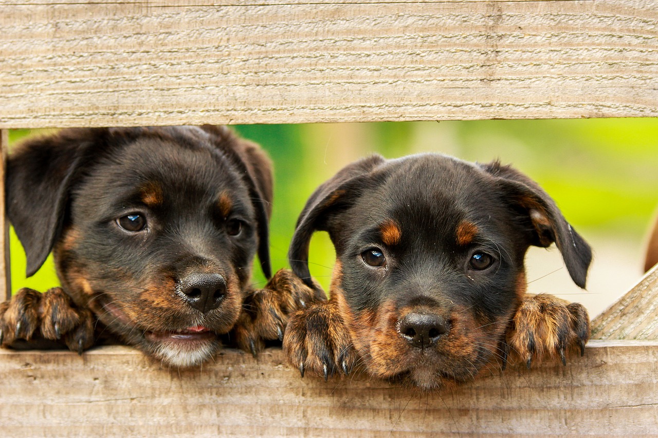 rottweiler puppy dog free photo