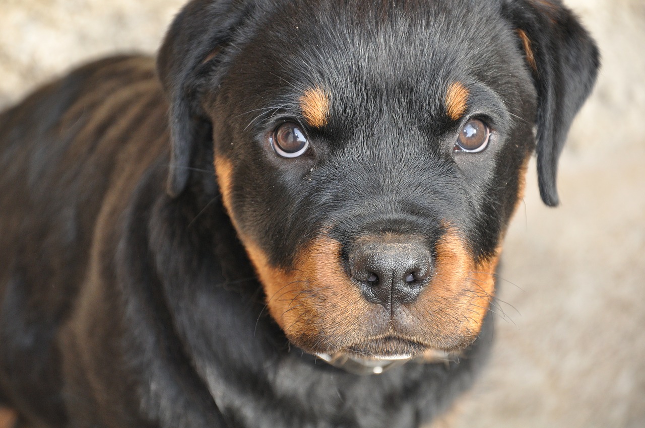 rottweiler cucciola dog free photo