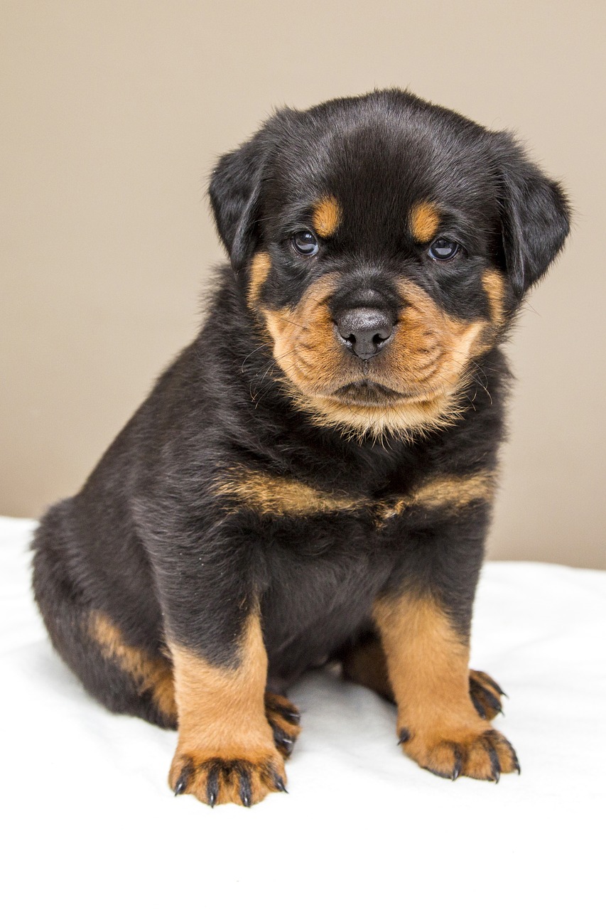 rottweiler puppy sweet free photo