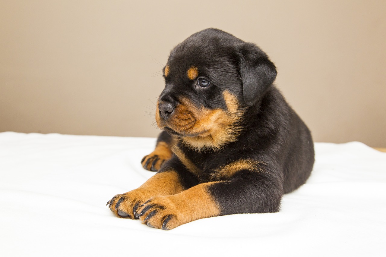 rottweiler puppy sweet free photo