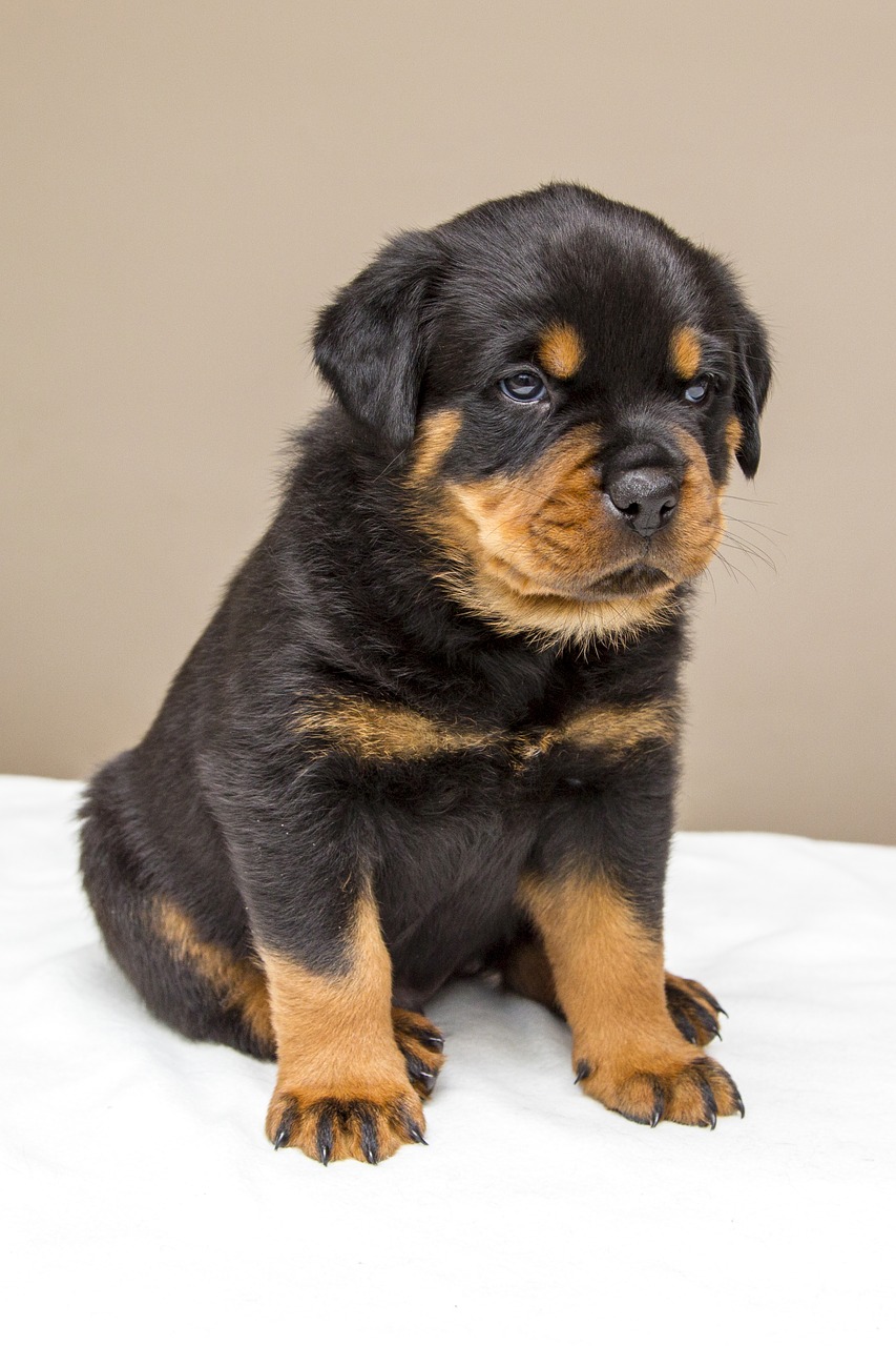 rottweiler puppy sweet free photo