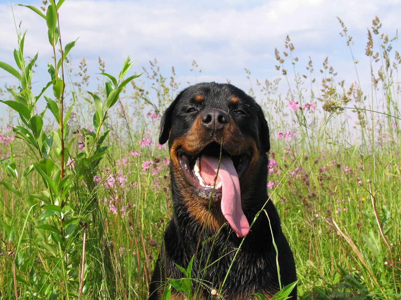 rottweiler friend love free photo