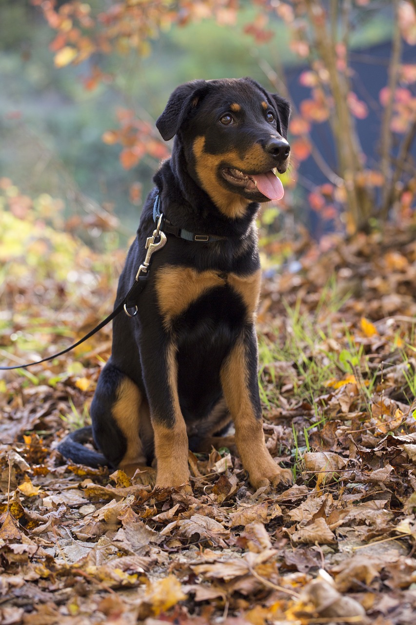 rottweiler dog pet free photo