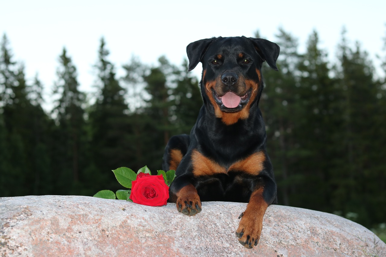 rottweiler rose summer free photo