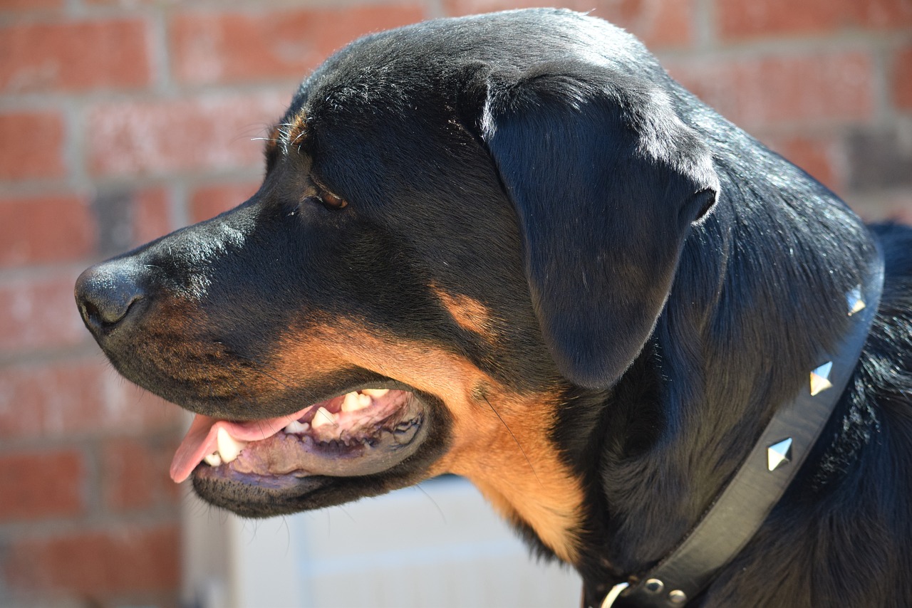 rottweiler dog breed dogs free photo