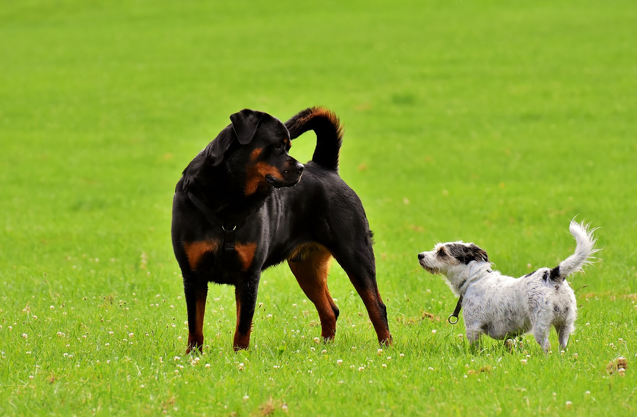 rottweiler  purebred dog  hybrid free photo