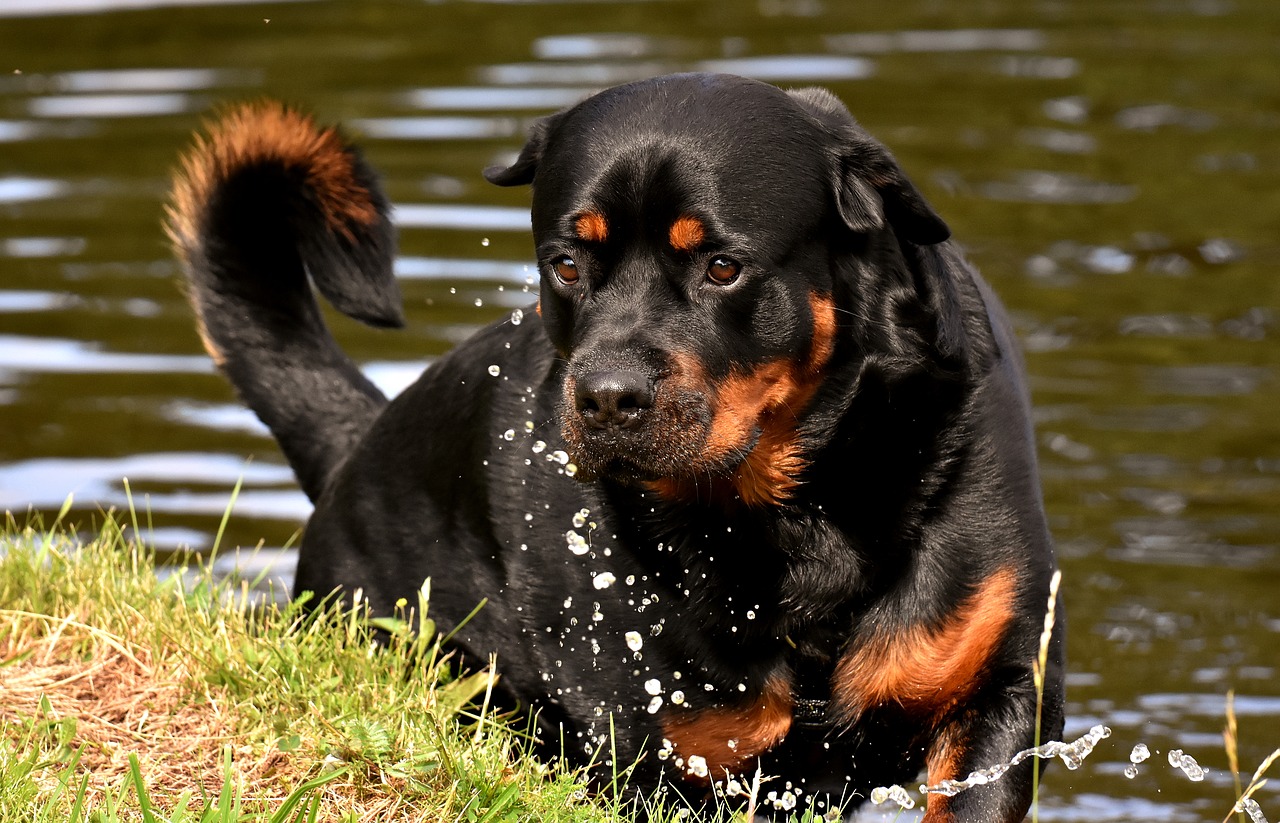 rottweiler  purebred dog  animal free photo