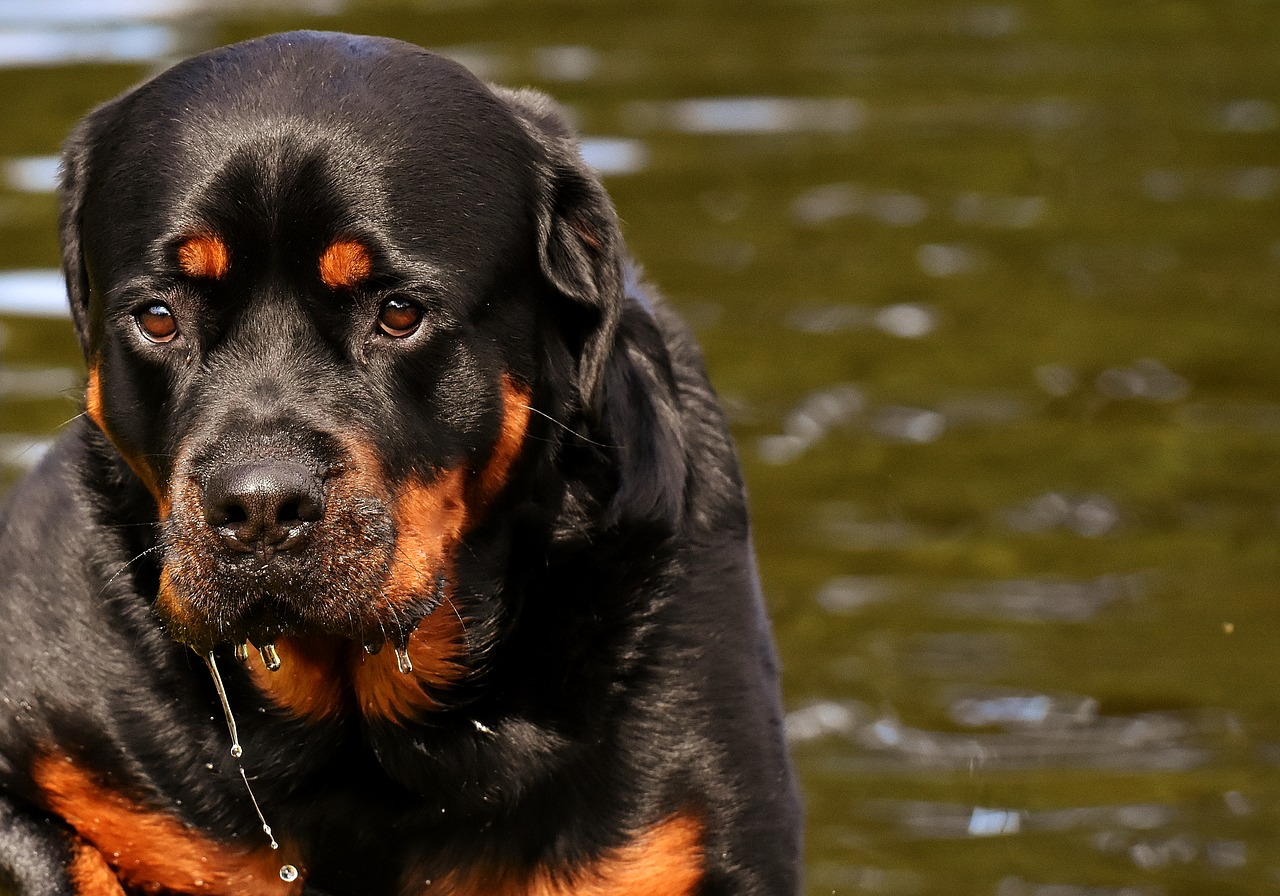 rottweiler  purebred dog  animal free photo