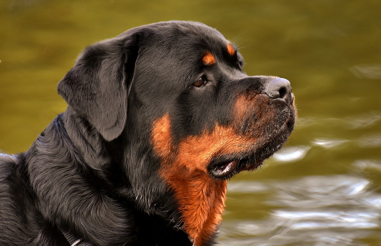 rottweiler  purebred dog  animal free photo