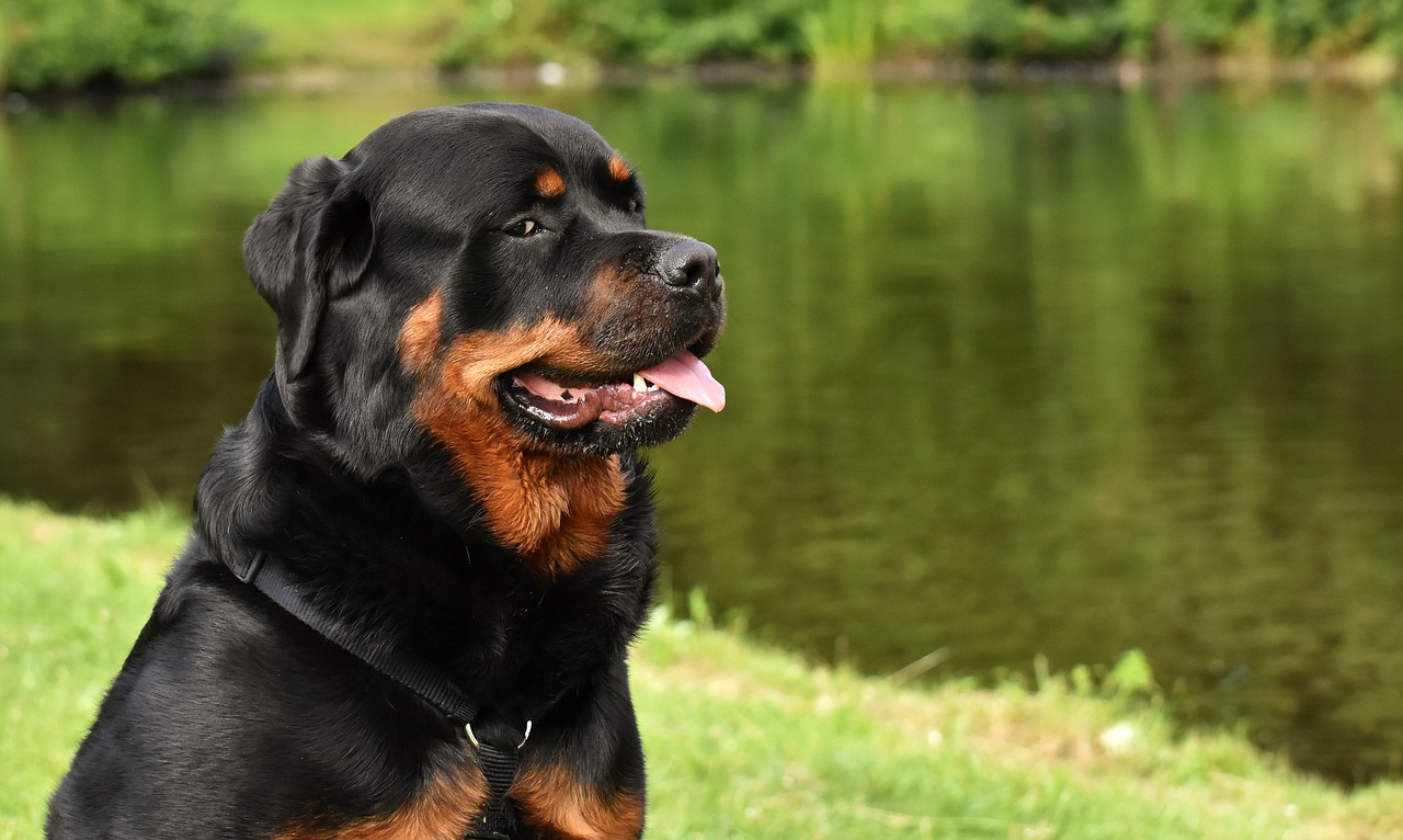 rottweiler  purebred dog  animal free photo