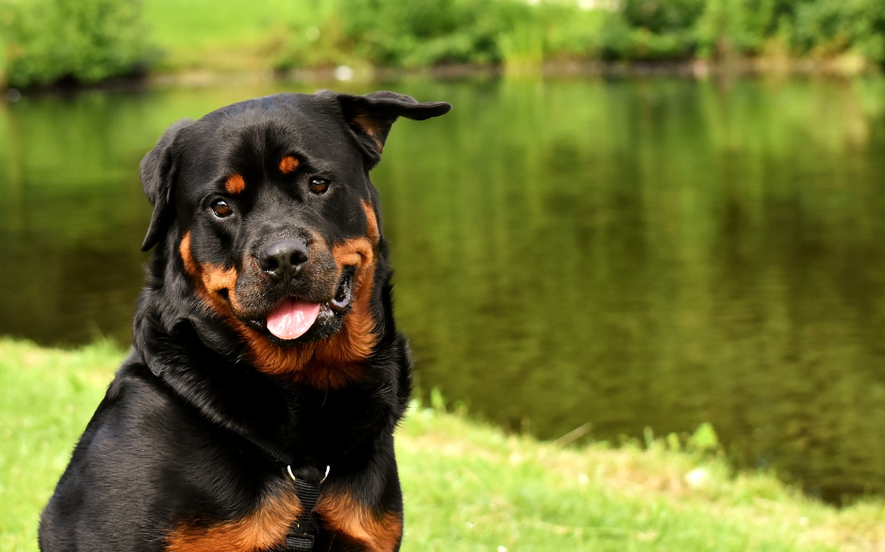 rottweiler  purebred dog  animal free photo