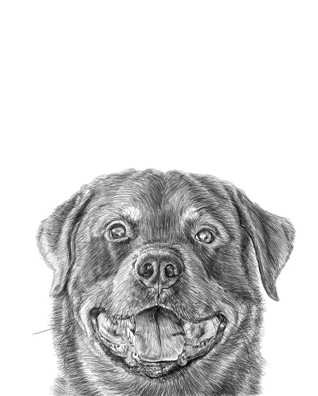 rottweiler  pencil  drawing free photo