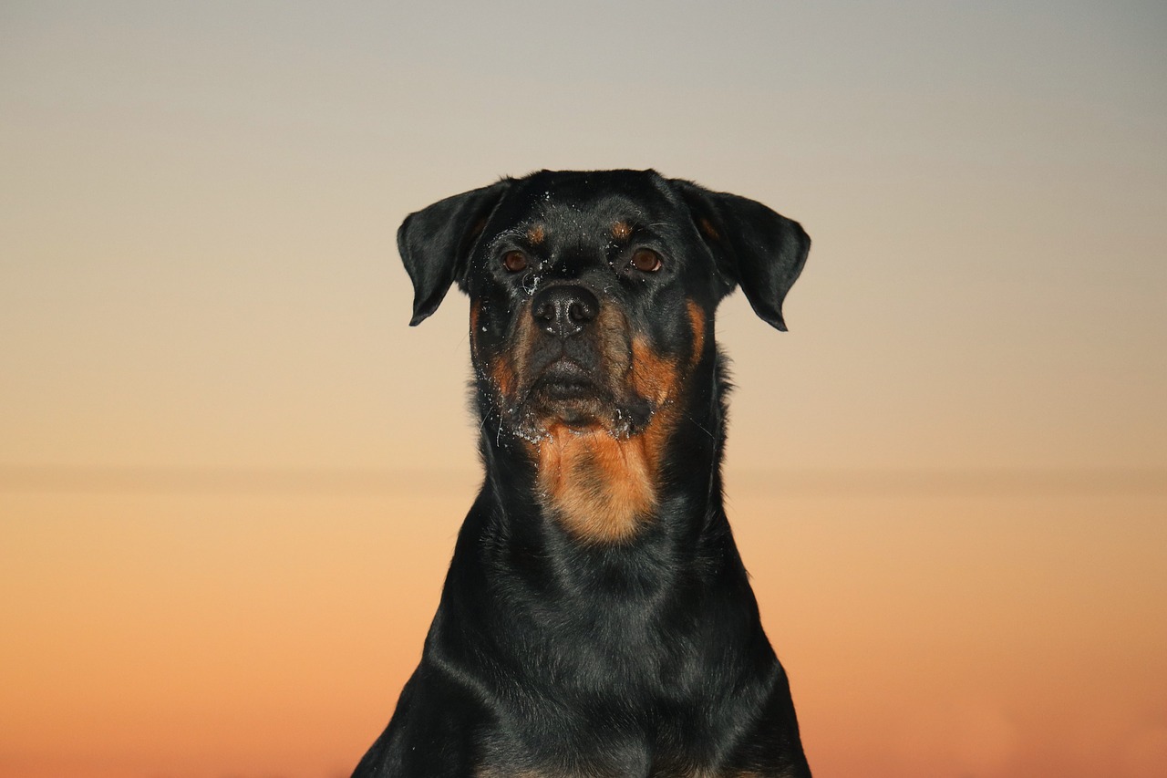 rottweiler  dog  sunset free photo