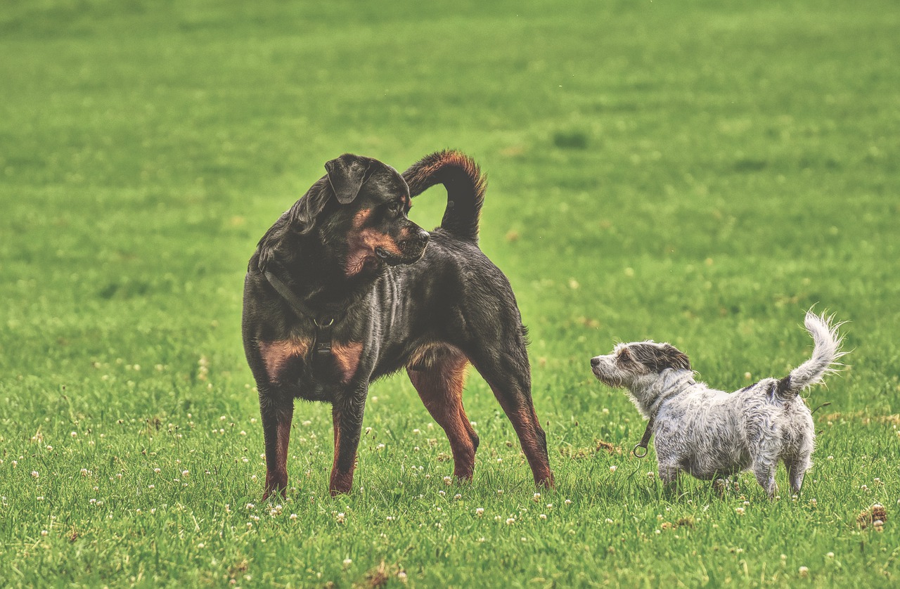 rottweiler  purebred dog  hybrid free photo