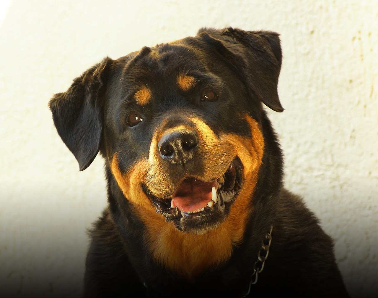 rottweiler dog free pictures free photo