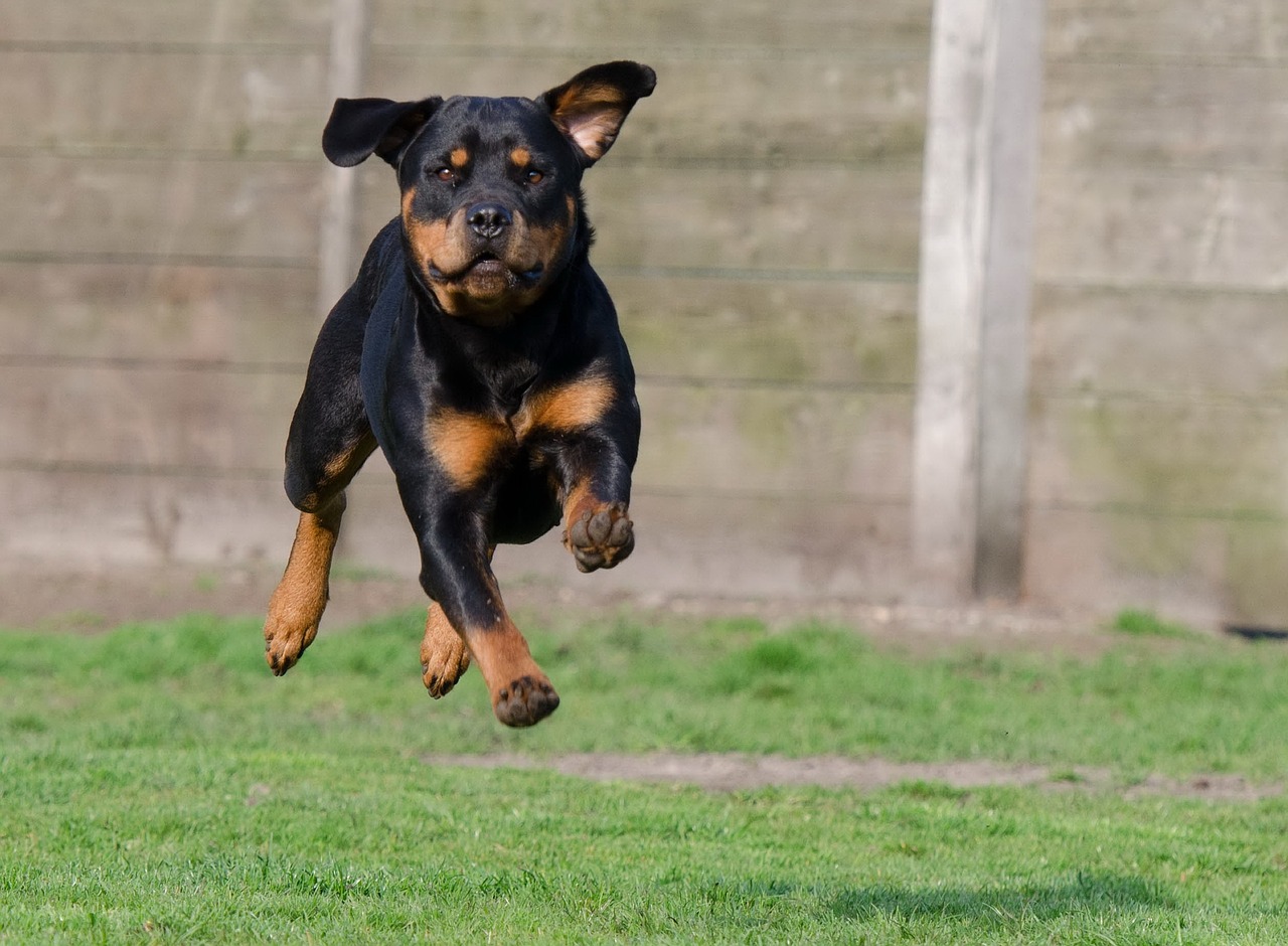rottweiler running dog bitch free photo