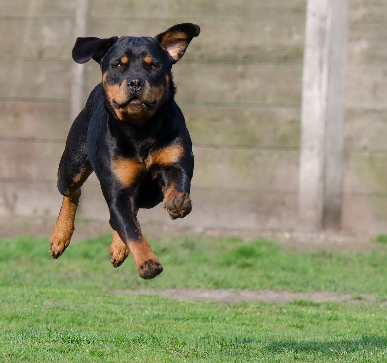 rottweiler running dog jump free photo