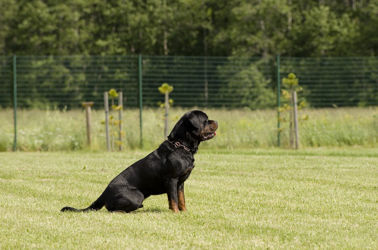rottweiler dog competition free photo