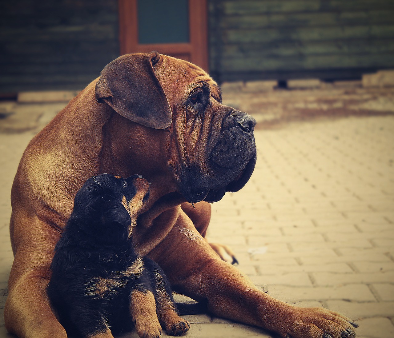 rottweiler puppy dog free photo