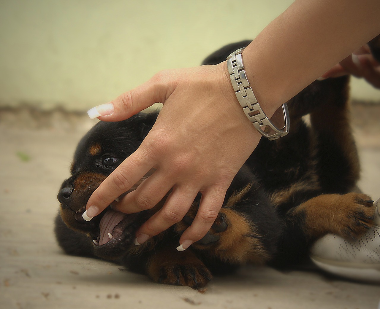 rottweiler puppy dog free photo