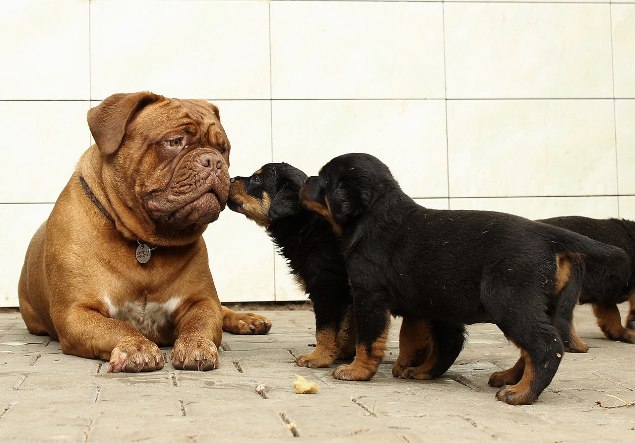 rottweiler puppy dog free photo