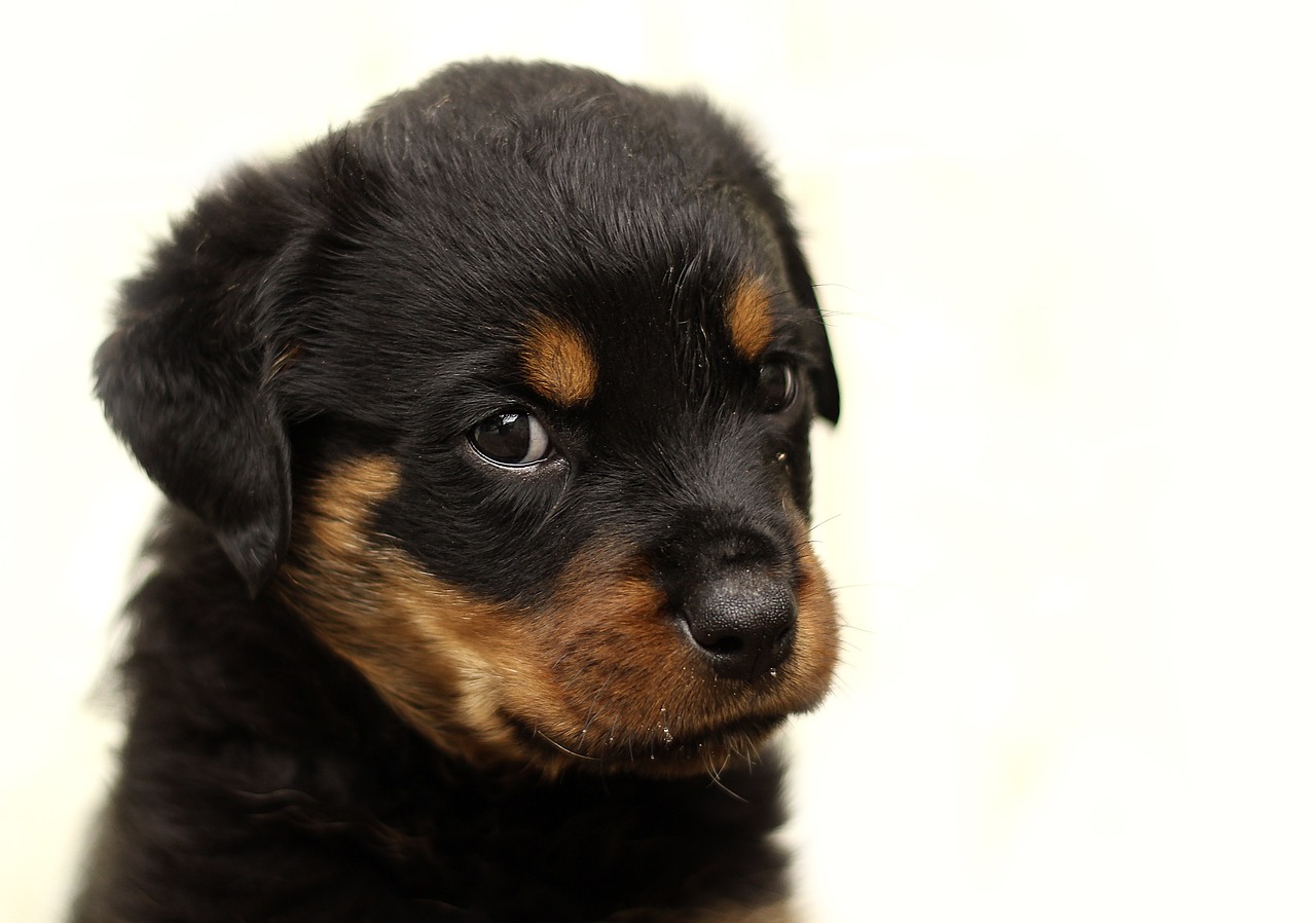 rottweiler puppy dog free photo