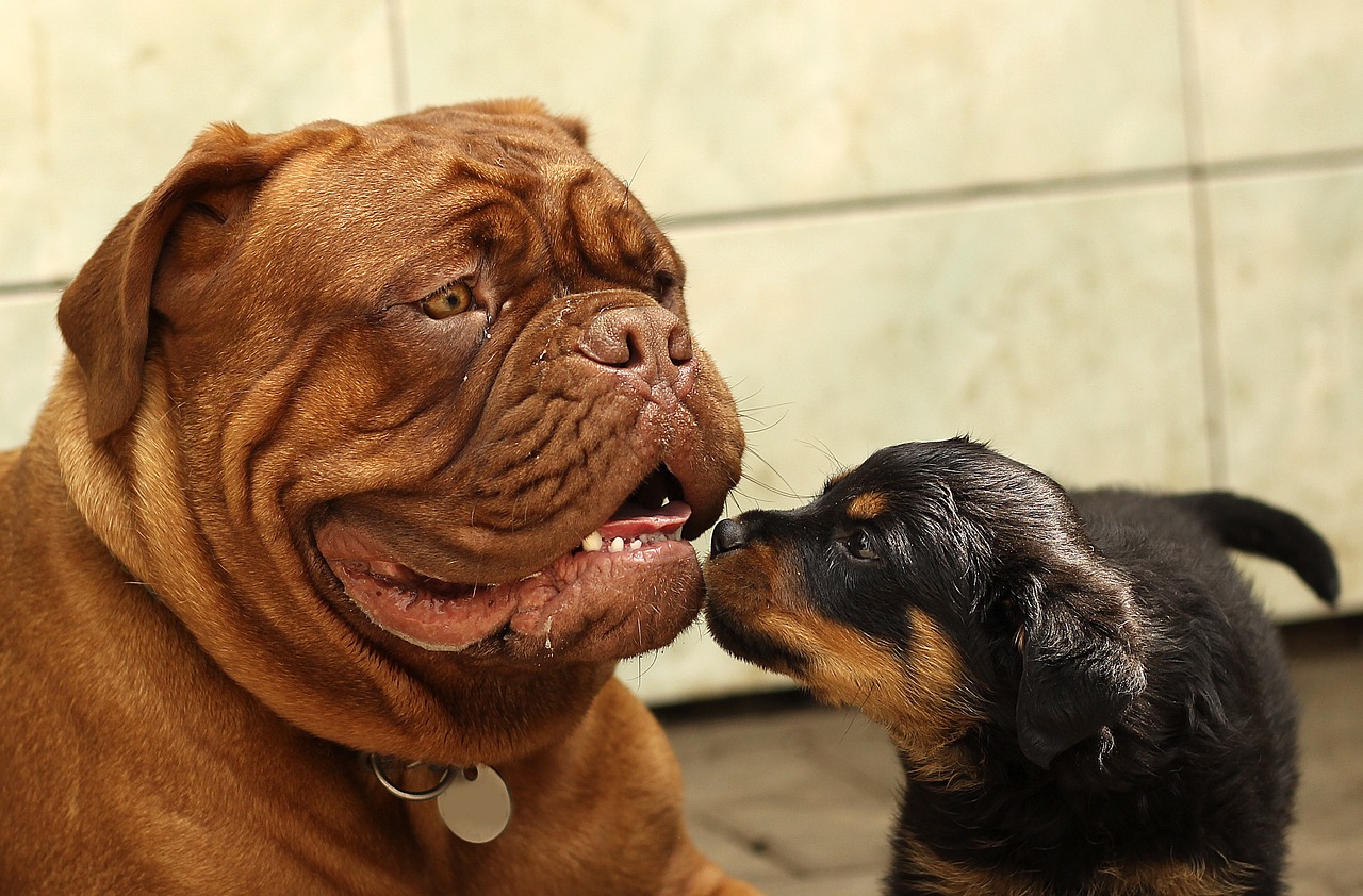 rottweiler puppy dog free photo