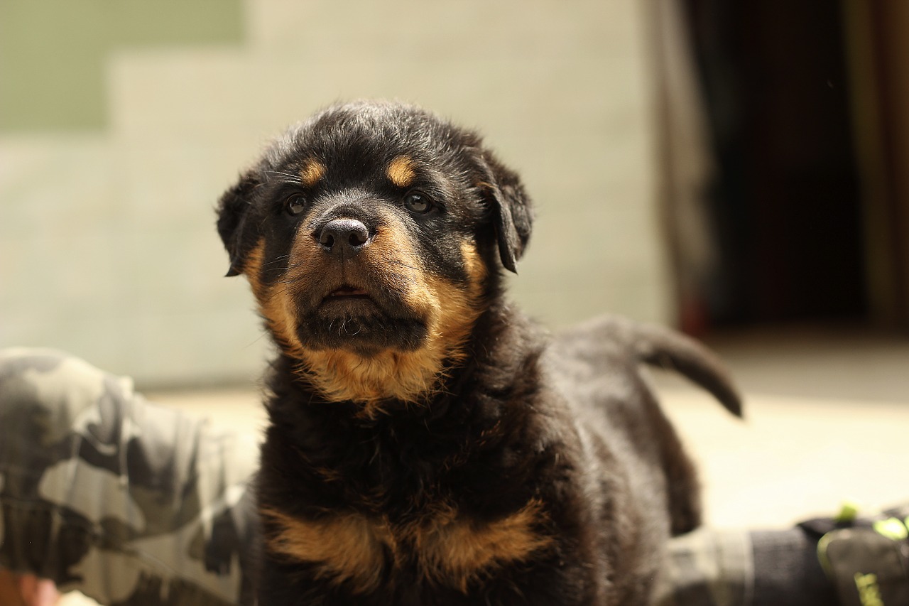 rottweiler puppy dog free photo