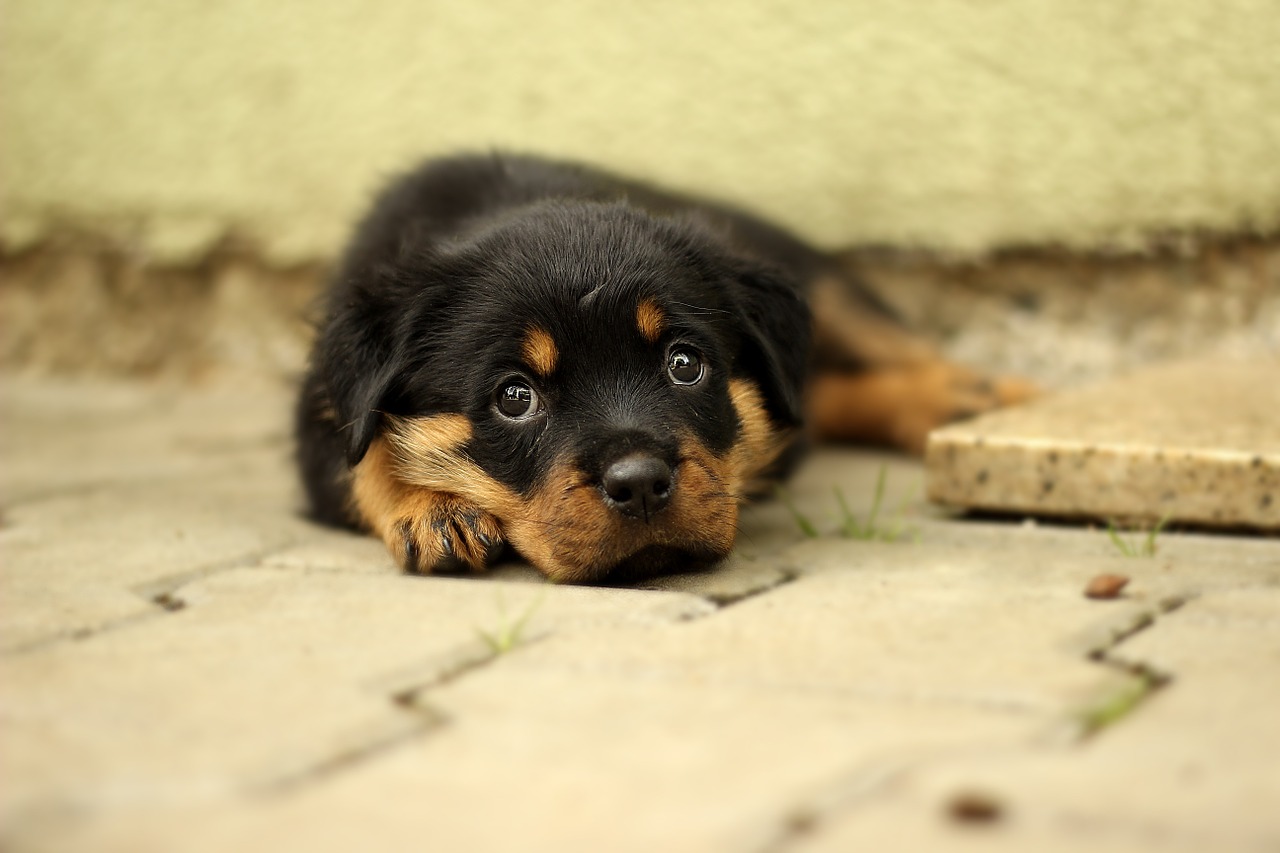 rottweiler puppy dog free photo